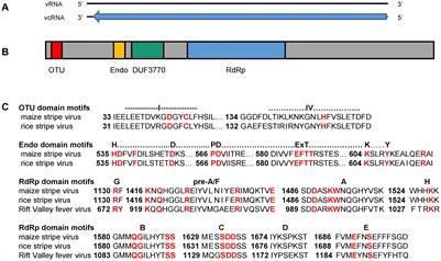 Completion of Maize Stripe Virus Genome Sequence and Analysis of Diverse Isolates